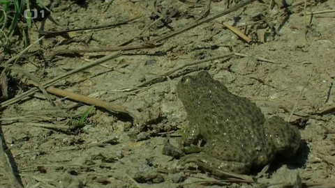 Živé srdce Evropy - Kuňka žlutobřichá