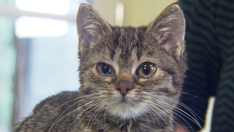 Chcete mě? - Chcete je?