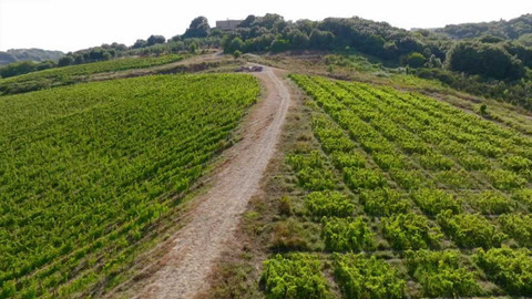 Milovníci vína - 10/12 Bonsai vinice Illy