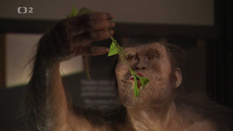 Historie.cs - Od Lucy k rodu Homo