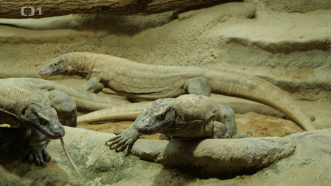 Toulavá kamera - 12. ledna