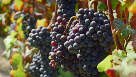 Milovníci vína - 12/12 Barbaresco naturale