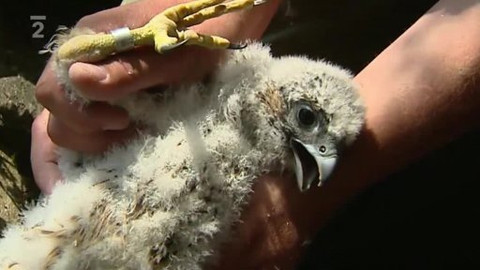 Přidej se - Jeseničtí sokoli