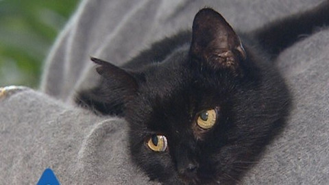 Chcete mě? - Chcete je?