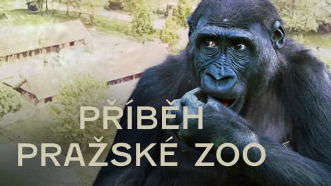Příběh pražské zoo