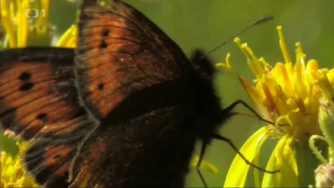 Živé srdce Evropy - Okáč horský