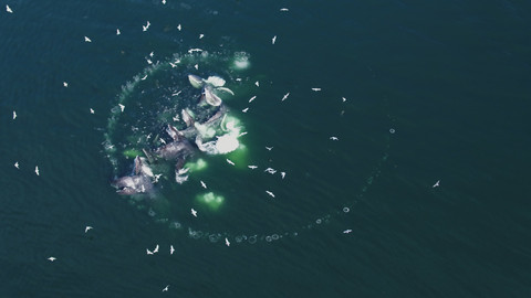 Dokonalí mořští predátoři - 1/4 V jednotě je síla