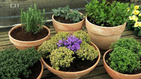 Polopatě - 7. března 2021