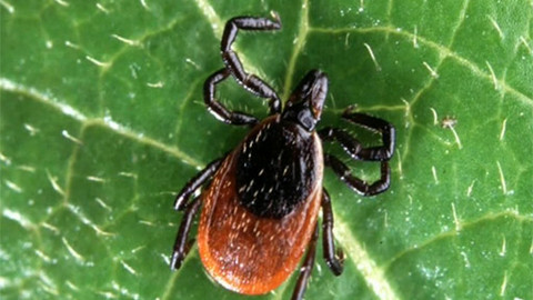 Zahrada je hra - 10. ledna 2008