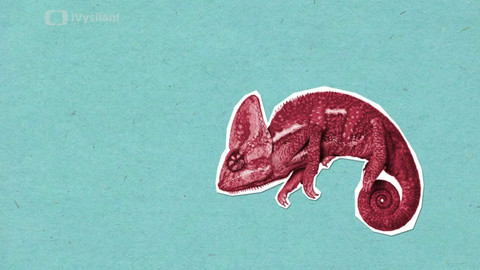 To je něco! - Je pravda, že chameleoni mění barvu kvůli maskování?