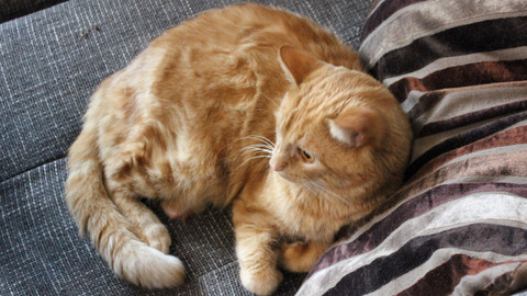 Kočka není pes - Divá Bára a nesnášenliví Garfield a Stewie