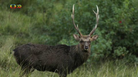 Darwinův úžasný svět zvířat - 10/13 Období říje ve starobylém hlavním městě