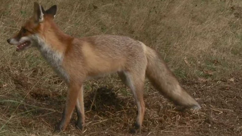 Novinky z přírody - Epizoda 32/53