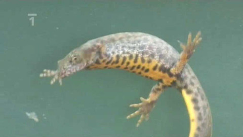 Živé srdce Evropy - Čolek dravý