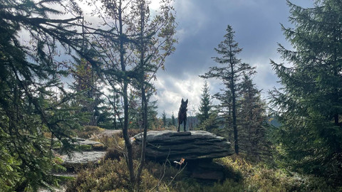 Test iV - Test iV 2025