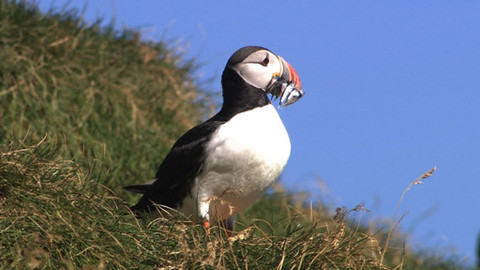 Hvězdy zvířecí říše - 10/32 Nejlepší ptačí potápěč