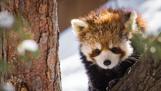 TOP 10 zvířecích mláďat