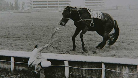 Archiv Z - Velká pardubická koňská opera