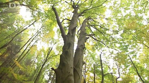 Nedej se! - Jak se sází Nový prales