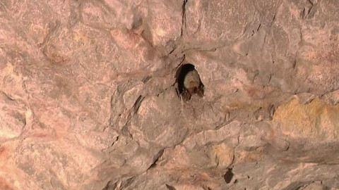 Nedej se! - První pomoc netopýrům