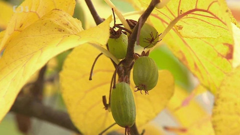 Polopatě - 11. října 2015