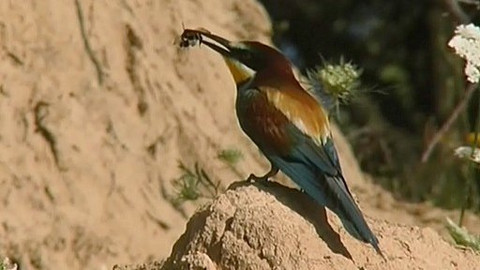 Příběhy z přírody - 3/4 Zelenomodrá vrána