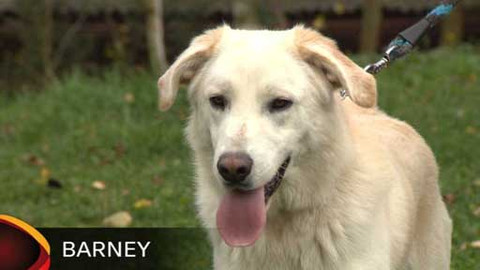 Chcete mě? - Chcete je?