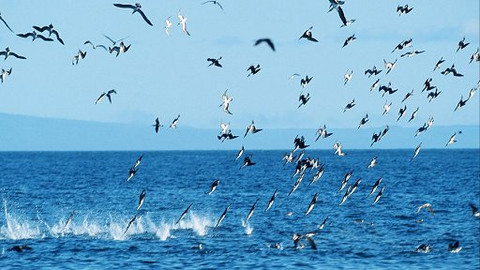 Hitparáda zvířecích zabijáků - 4/5 Deset nejlepších skupinových hráčů