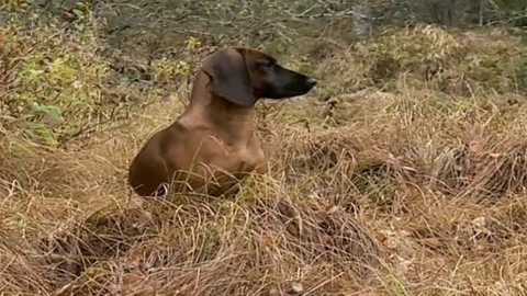 Madla a Ťap - 12/13 Jak byli v nebezpečí