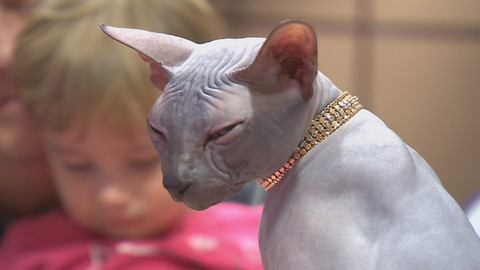 Chcete mě? - 14. února 2016