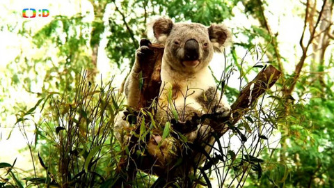 Atlas zvířat - Atlas zvířat