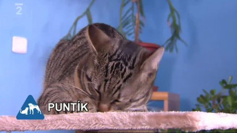 Chcete mě? - Chcete je?