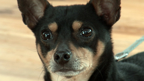 Chcete mě? - Chcete je?