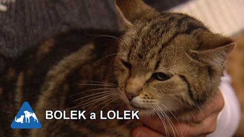 Chcete mě? - Chcete je?