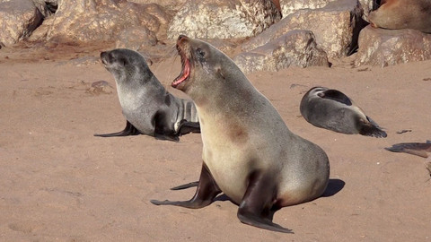 Africká abeceda - L - lachtan