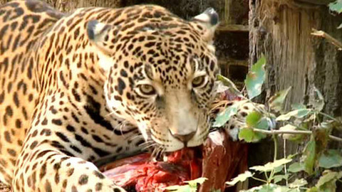 Ze ZOO do ZOO - 13/13 Hluboká nad Vltavou