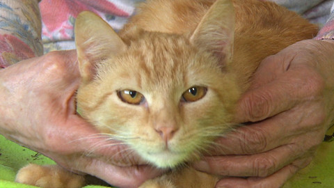 Chcete mě? - Chcete je?