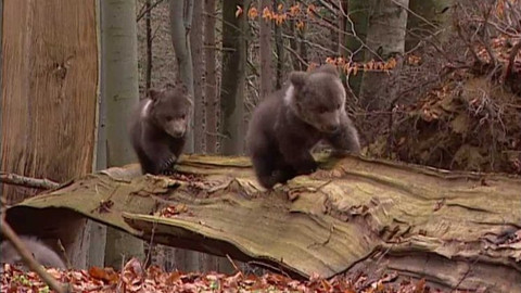 Méďové - V kraji houpavých mechů