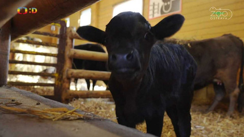 Zprávičky - 4. února 2023