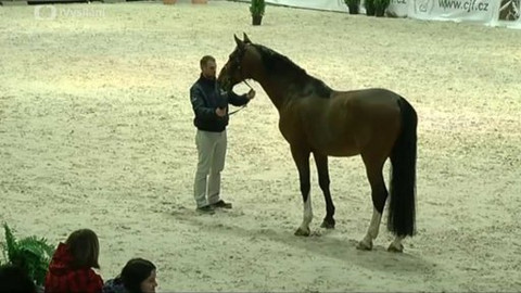 Jezdectví - Jezdecký festival v Lysé nad Labem