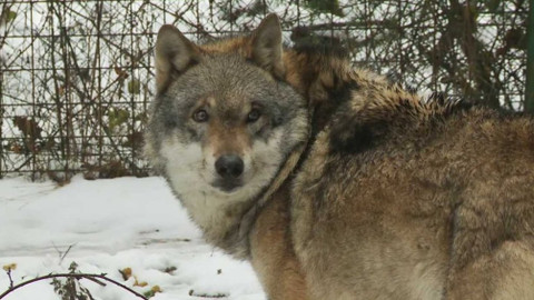 Novinky z přírody - Epizoda 39/53