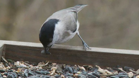 Novinky z přírody - Epizoda 36/53