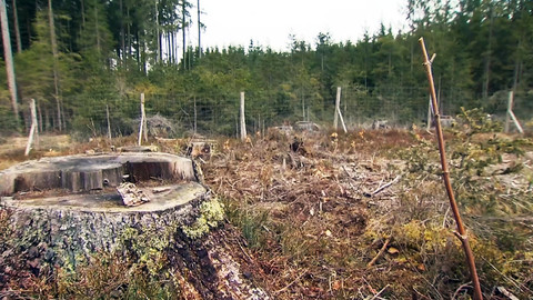 Nedej se! - Konec doby lesové?