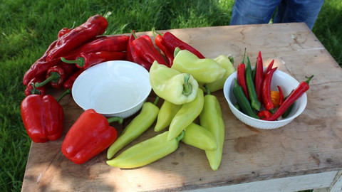 Polopatě - 12. června 2016