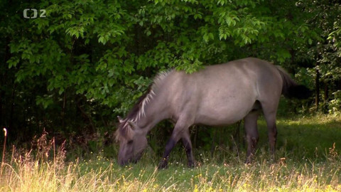 Kvarteto - Domácí rasy zvířat