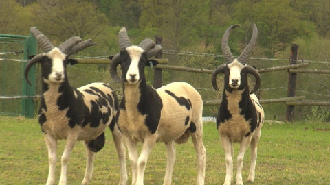 Chcete mě? - 22. září 2019