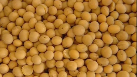 Pod pokličkou - Maliny a ostružiny zpevní kosti bez starostí