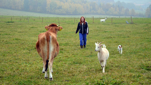 Malá farma - V jedné maštali