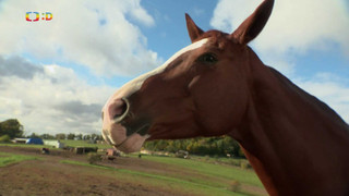 Terčin zvířecí svět