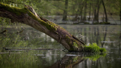 Kořeny lesa - Epizoda 10/40